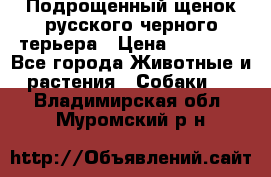 Подрощенный щенок русского черного терьера › Цена ­ 35 000 - Все города Животные и растения » Собаки   . Владимирская обл.,Муромский р-н